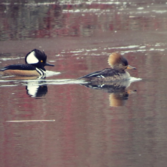 Meet your Posher, Colleen - Picture 1 of 1